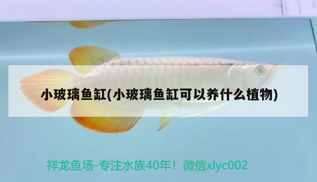 小玻璃魚缸(小玻璃魚缸可以養(yǎng)什么植物)