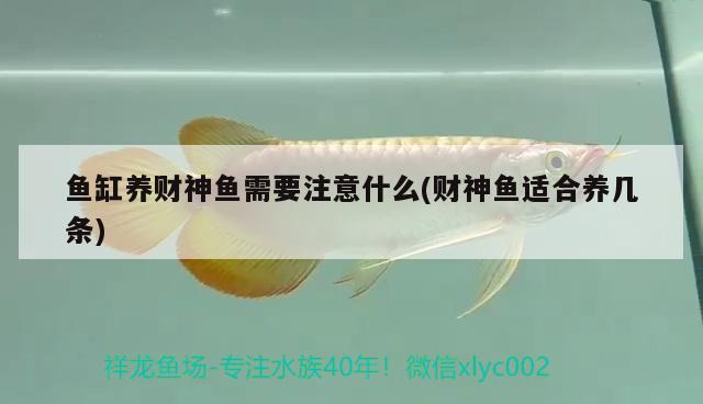 魚(yú)缸養(yǎng)財(cái)神魚(yú)需要注意什么(財(cái)神魚(yú)適合養(yǎng)幾條)