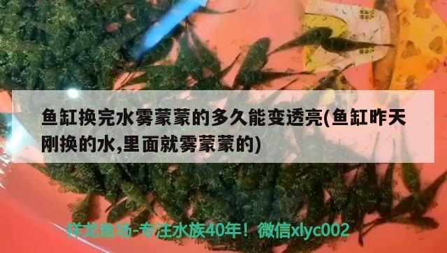 魚缸換完水霧蒙蒙的多久能變透亮(魚缸昨天剛換的水,里面就霧蒙蒙的) 女王大帆魚