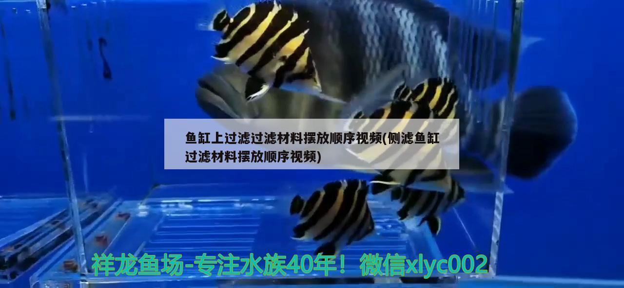 魚缸上過濾過濾材料擺放順序視頻(側(cè)濾魚缸過濾材料擺放順序視頻) 財(cái)神鸚鵡魚