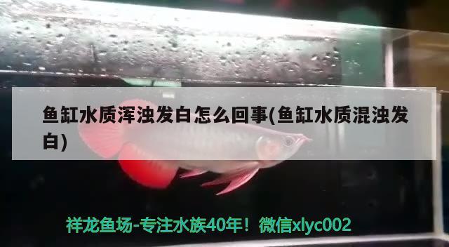 魚缸手動換水器(魚缸手動換水器怎么用) 金老虎魚