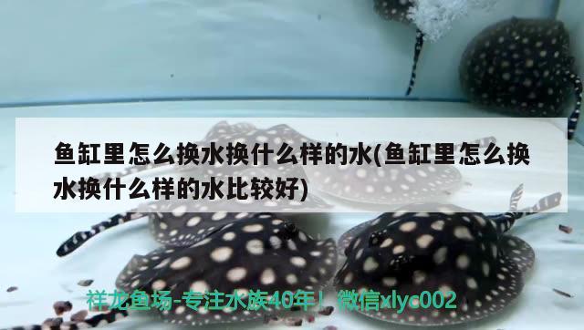 魚缸里怎么換水換什么樣的水(魚缸里怎么換水換什么樣的水比較好)