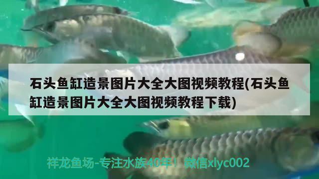 請(qǐng)把你們養(yǎng)的金魚分享一下，順便問一下除了草金還有哪種好養(yǎng)，最近有哪些好看的電視劇