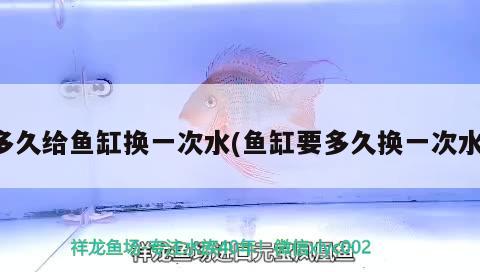 多久給魚(yú)缸換一次水(魚(yú)缸要多久換一次水) 蝴蝶鯉魚(yú)苗