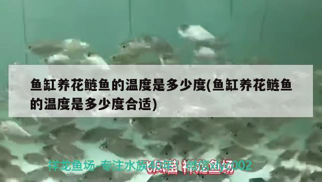 高端龍魚缸品牌排行榜：龍魚魚缸排行 水族維護服務（上門） 第1張