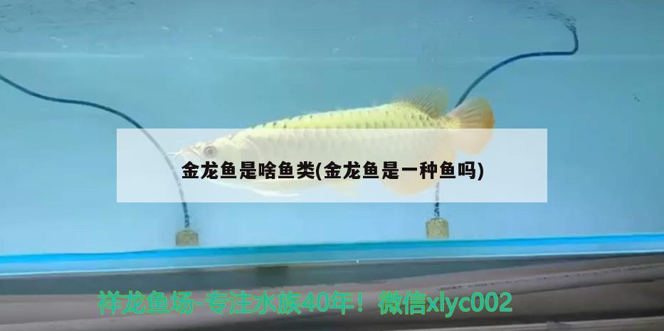 金龍魚是啥魚類(金龍魚是一種魚嗎) 龍魚百科