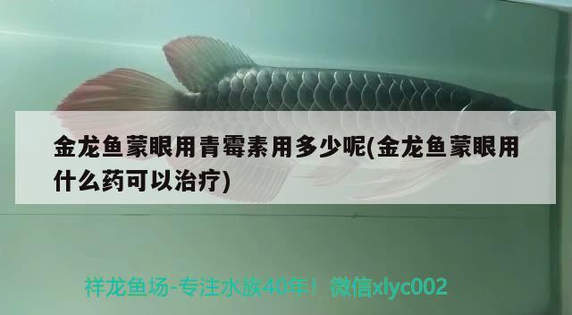 金龍魚蒙眼用青霉素用多少呢(金龍魚蒙眼用什么藥可以治療) 白子銀龍魚苗 第2張