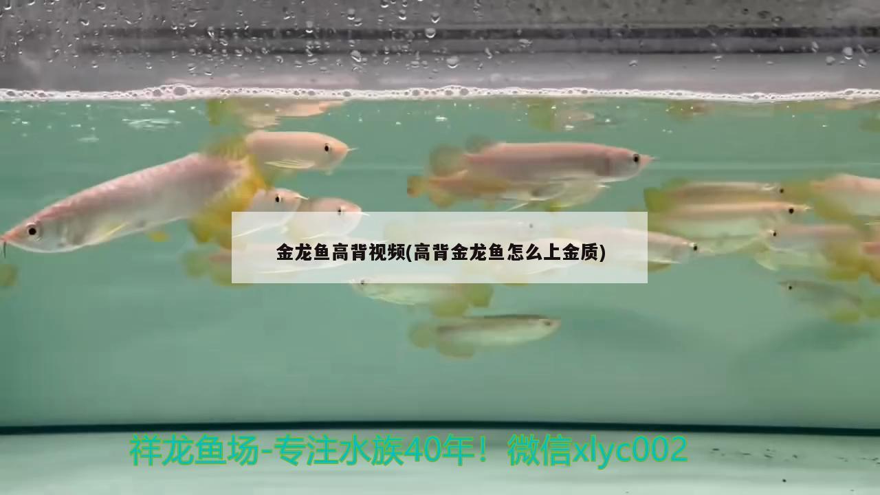 金龍魚高背視頻(高背金龍魚怎么上金質(zhì))