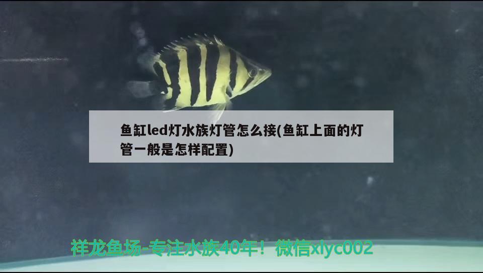 魚缸led燈水族燈管怎么接(魚缸上面的燈管一般是怎樣配置) 和尚魚