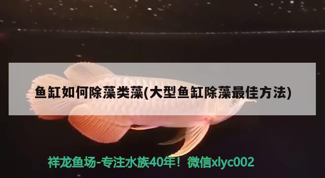 魚缸如何除藻類藻(大型魚缸除藻最佳方法) 其它水族用具設備 第2張