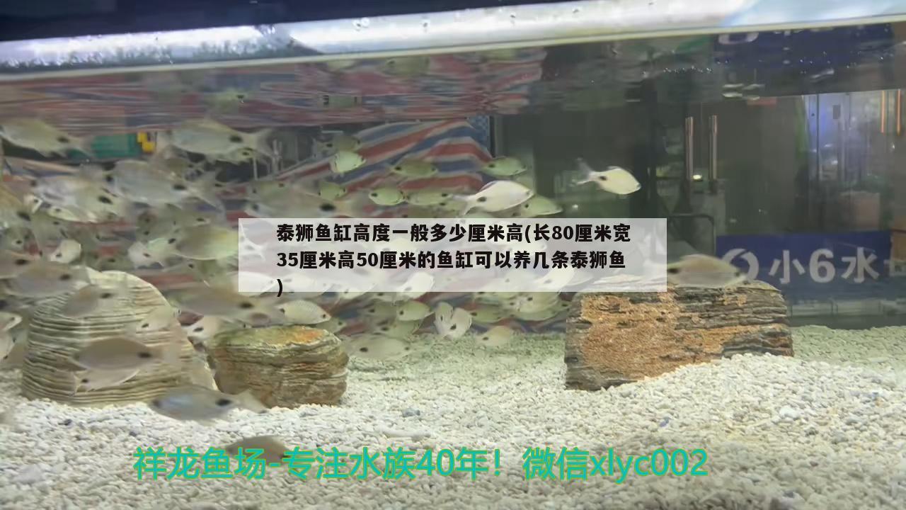 金魚缸燈（ 金魚缸燈要一直開著嗎） 杰西卡恐龍魚