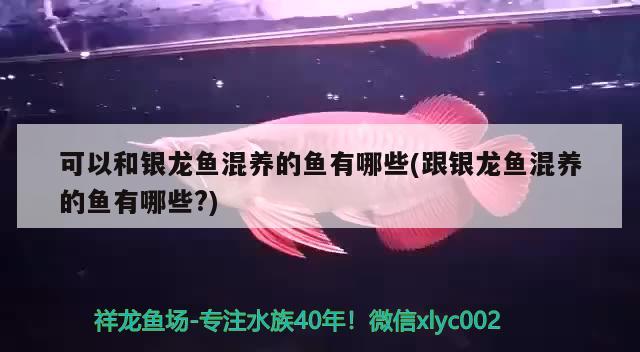 厚玻璃魚缸怎么敲碎(厚玻璃魚缸怎么敲碎視頻) 錦鯉魚百科