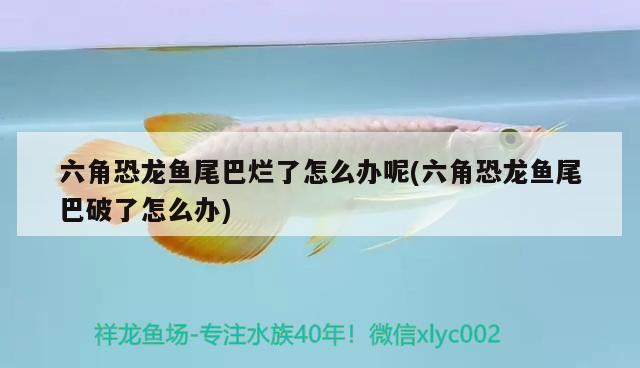 六角恐龍魚尾巴爛了怎么辦呢(六角恐龍魚尾巴破了怎么辦)