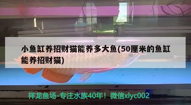 錦鯉與鯉魚之間的區(qū)別，錦鯉配種如何搭配公母