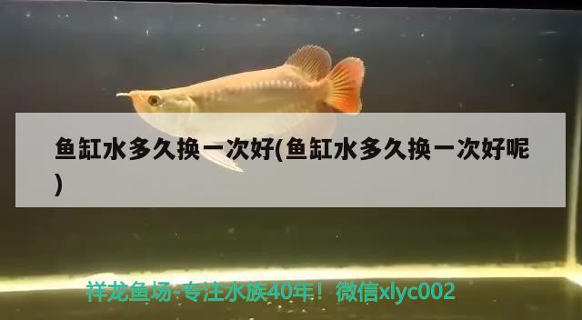 魚缸水多久換一次好(魚缸水多久換一次好呢) 夢幻雷龍魚