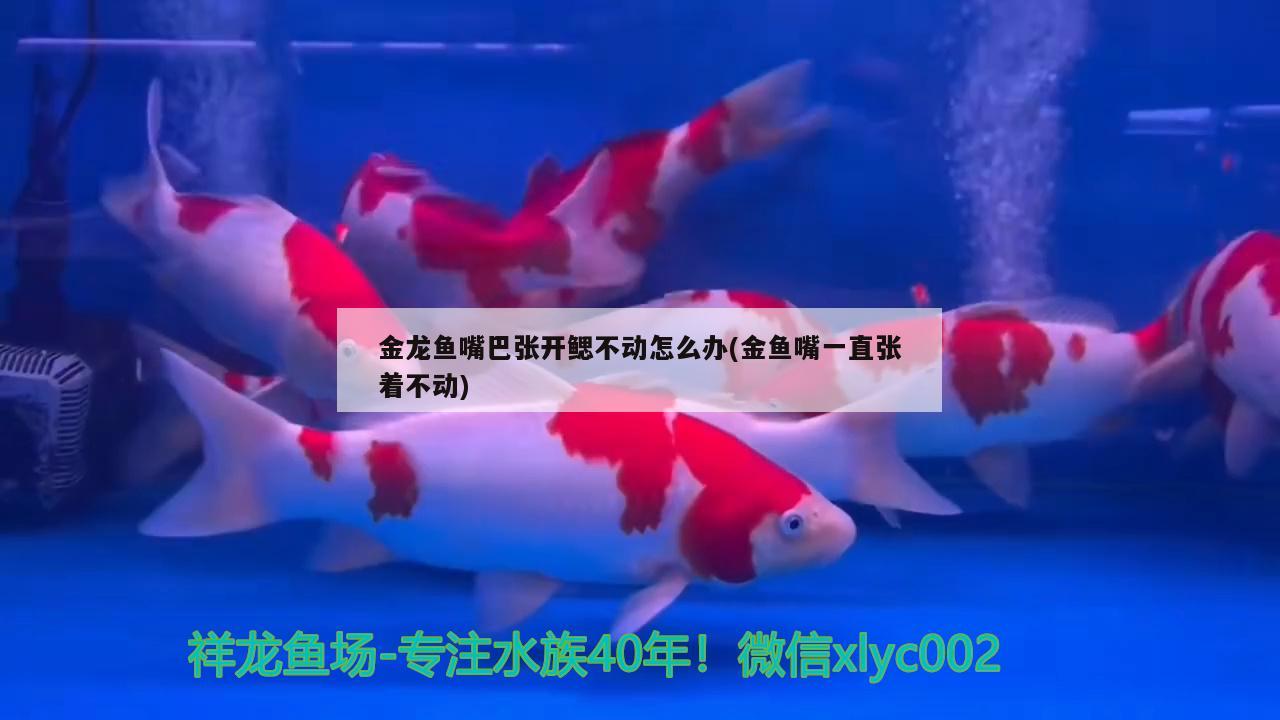 上海回收二手魚缸上門回收價(jià)格查詢（上海二手魚缸轉(zhuǎn)讓）