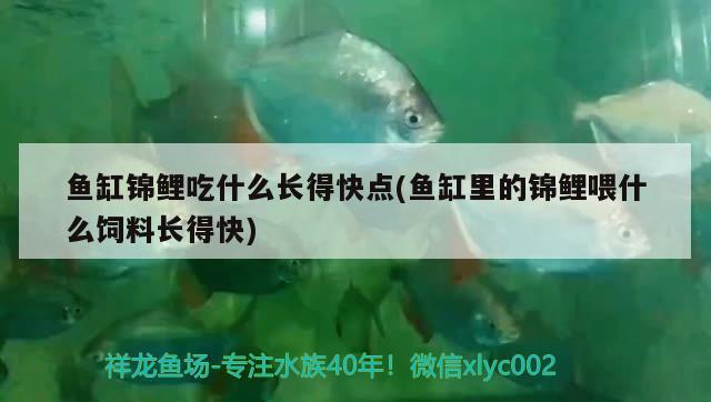 魚缸錦鯉吃什么長得快點(魚缸里的錦鯉喂什么飼料長得快)