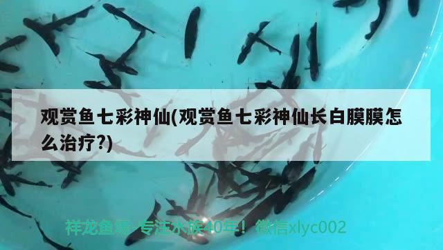 觀賞魚七彩神仙(觀賞魚七彩神仙長白膜膜怎么治療?)