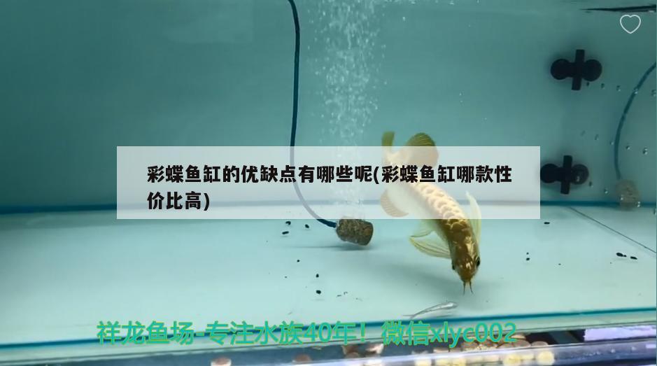 彩蝶魚缸的優(yōu)缺點(diǎn)有哪些呢(彩蝶魚缸哪款性價(jià)比高) 帝王迷宮 第1張