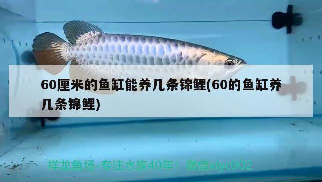 60厘米的魚缸能養(yǎng)幾條錦鯉(60的魚缸養(yǎng)幾條錦鯉) 紅頭利魚