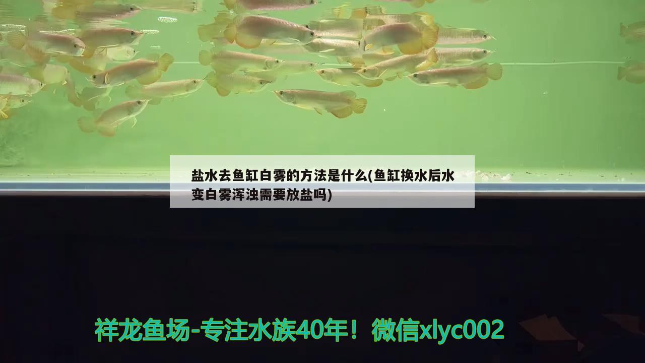 鹽水去魚缸白霧的方法是什么(魚缸換水后水變白霧渾濁需要放鹽嗎) B級過背金龍魚