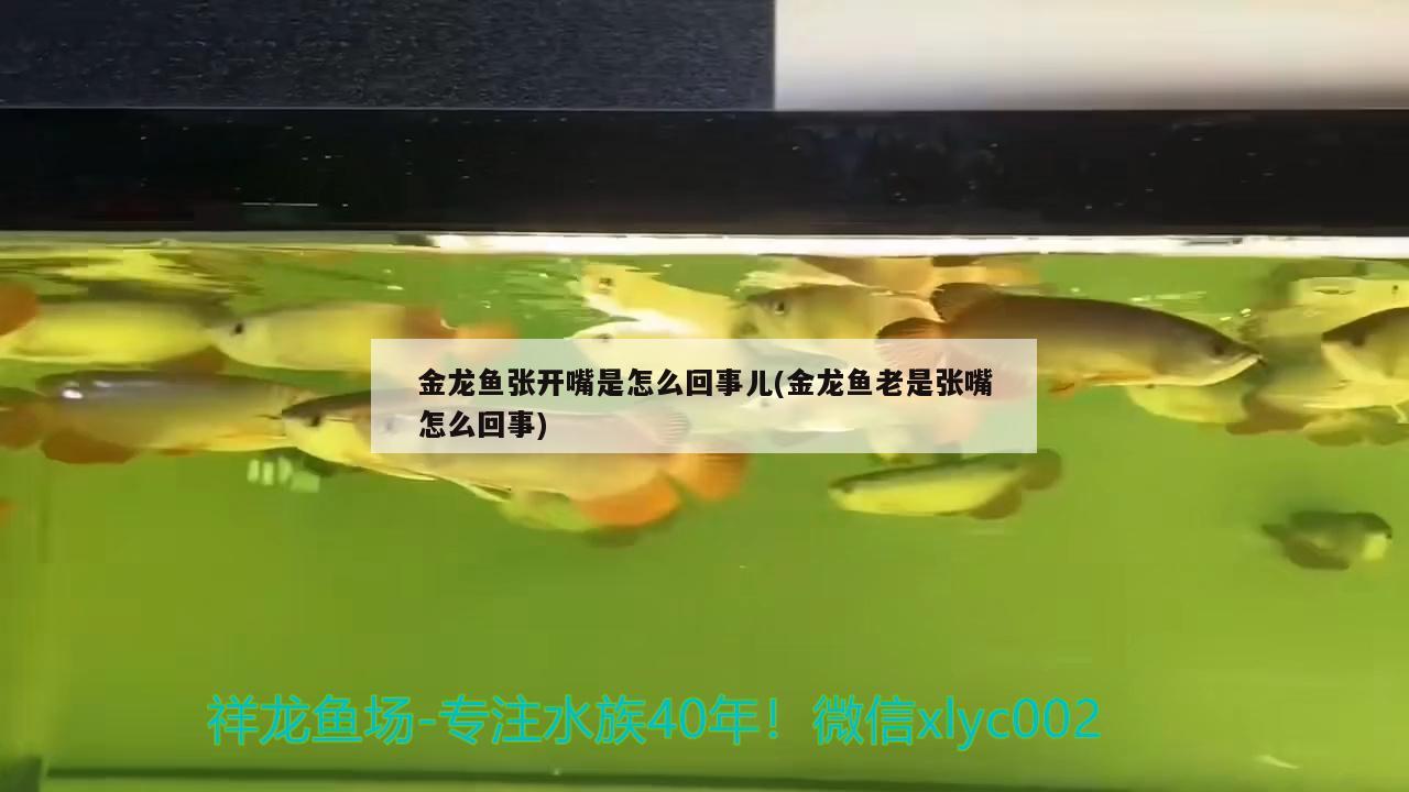 金龍魚張開嘴是怎么回事兒(金龍魚老是張嘴怎么回事) 非洲象鼻魚