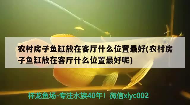 農村房子魚缸放在客廳什么位置最好(農村房子魚缸放在客廳什么位置最好呢) 紅魔王銀版魚