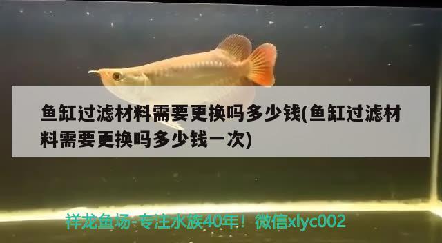 銀龍魚長多長（銀龍魚有多長） 銀龍魚百科 第3張