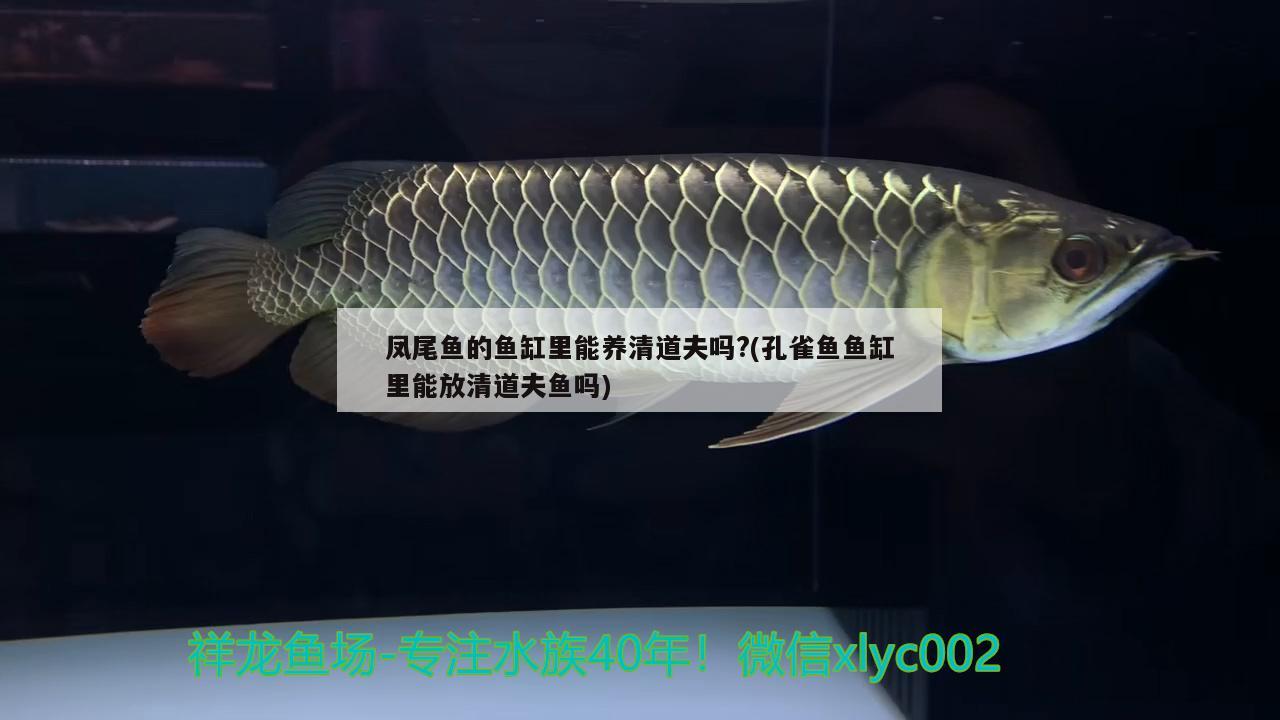 鳳尾魚的魚缸里能養(yǎng)清道夫嗎?(孔雀魚魚缸里能放清道夫魚嗎)