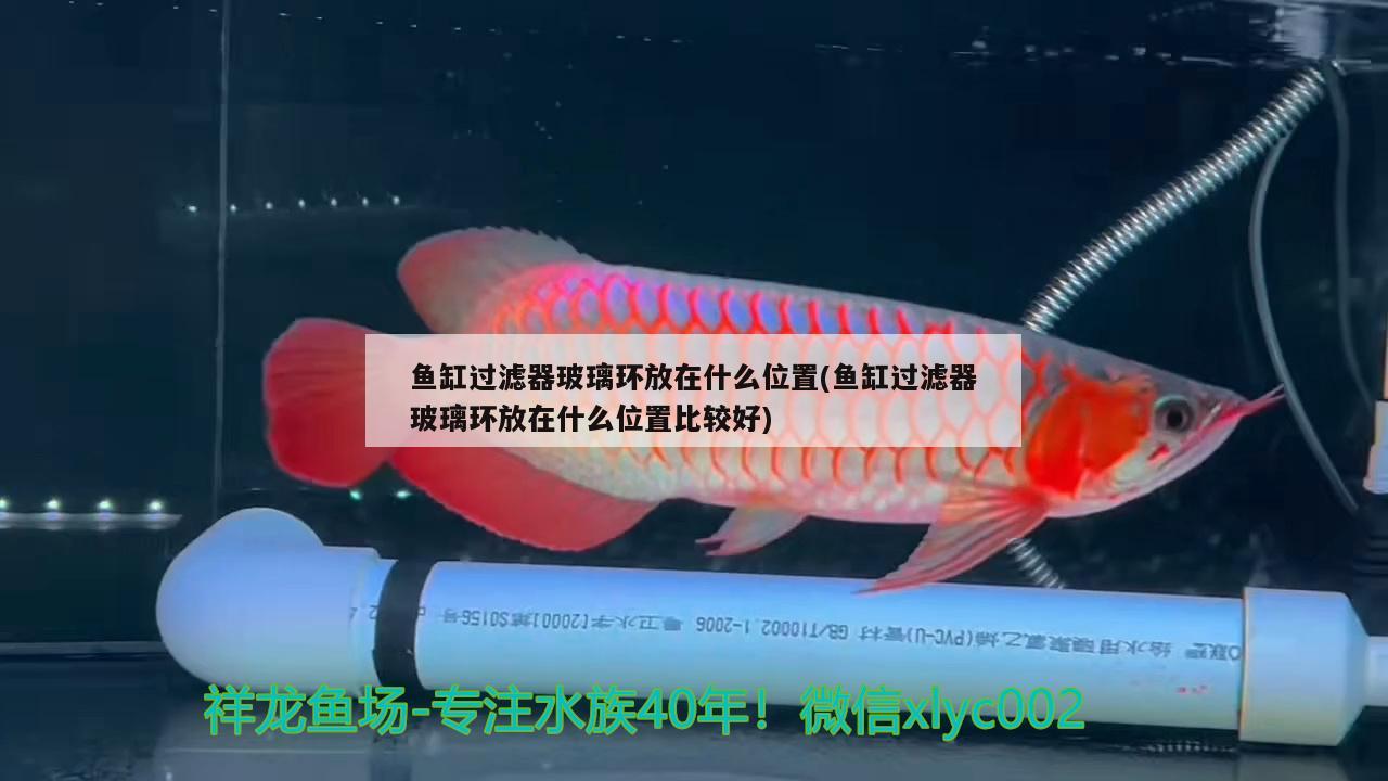 銀龍魚吃魚嗎圖片（銀龍魚吃魚嗎圖片大全） 黑影道人魚