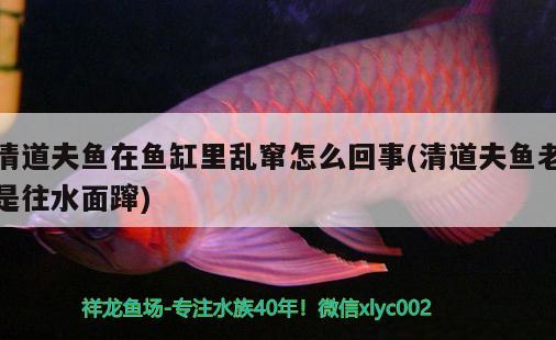 清道夫魚在魚缸里亂竄怎么回事(清道夫魚老是往水面躥)