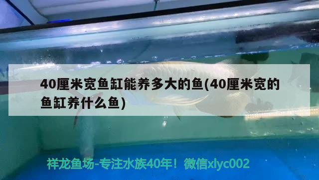 40厘米寬魚缸能養(yǎng)多大的魚(40厘米寬的魚缸養(yǎng)什么魚) 綠皮辣椒小紅龍