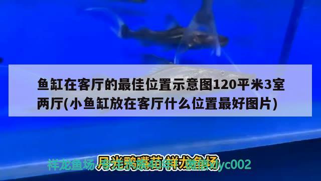 魚缸在客廳的最佳位置示意圖120平米3室兩廳(小魚缸放在客廳什么位置最好圖片) 杰西卡恐龍魚