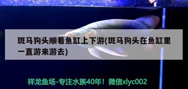 斑馬狗頭順著魚缸上下游(斑馬狗頭在魚缸里一直游來游去) 斑馬狗頭魚