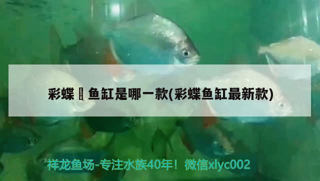 彩蝶魟魚缸是哪一款(彩蝶魚缸最新款) 黃金招財貓魚