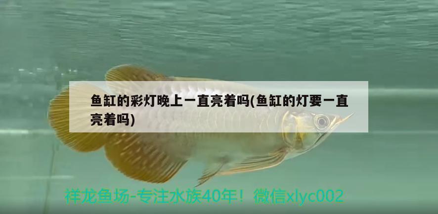 三間鼠魚(yú)的正確養(yǎng)法（三間鼠魚(yú)分幾個(gè)品種）