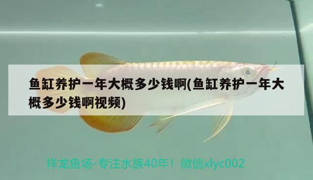 魚缸養(yǎng)護一年大概多少錢啊(魚缸養(yǎng)護一年大概多少錢啊視頻) 龍魚芯片掃碼器