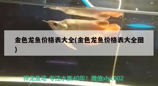 金色龍魚價格表大全(金色龍魚價格表大全圖) 虎魚魚苗