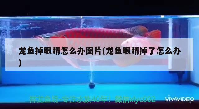 九江水族批發(fā)市場都在哪里？：九江水族批發(fā)市場都在哪里啊 觀賞魚水族批發(fā)市場 第2張