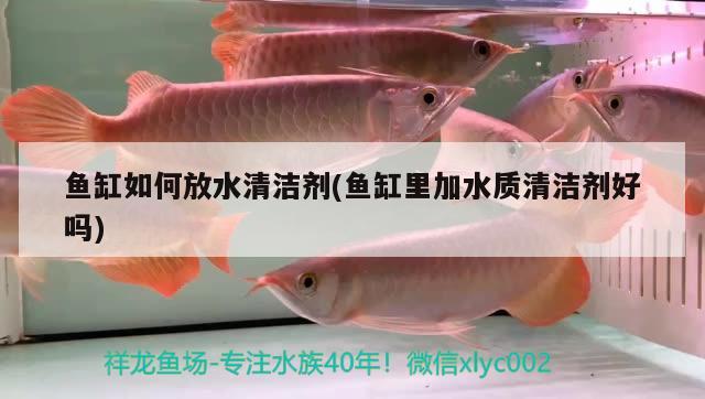 魚缸如何放水清潔劑(魚缸里加水質清潔劑好嗎)