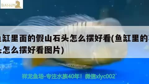 金龍魚銀龍魚溫順(金龍銀龍是淡水魚嗎) 銀龍魚百科