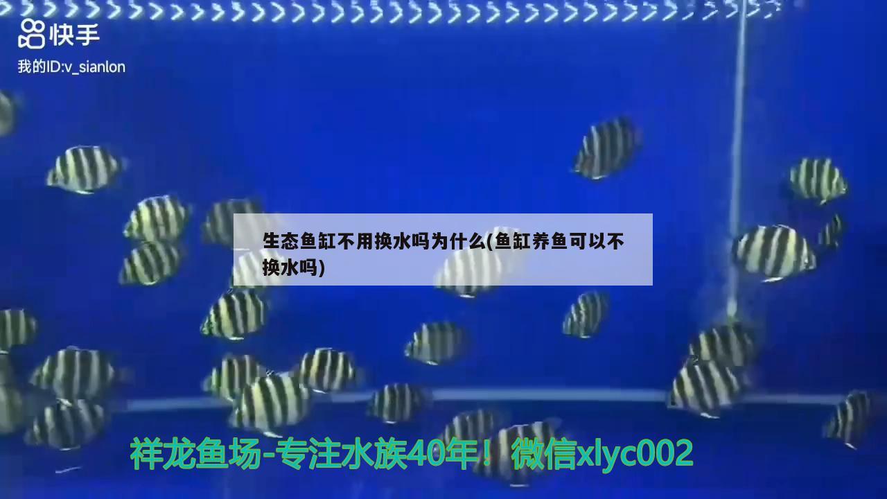 生態(tài)魚(yú)缸不用換水嗎為什么(魚(yú)缸養(yǎng)魚(yú)可以不換水嗎) 蝴蝶鯉