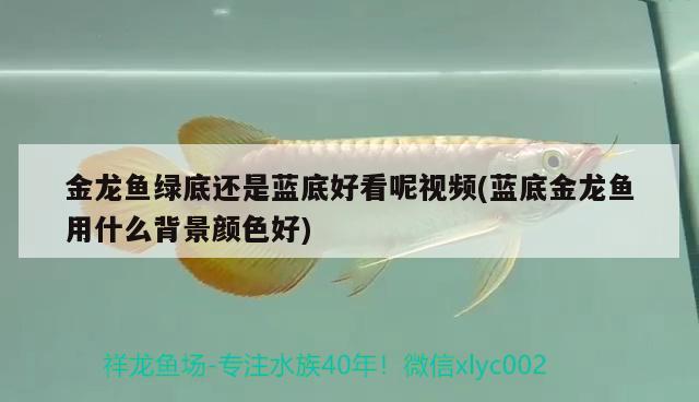 金龍魚綠底還是藍(lán)底好看呢視頻(藍(lán)底金龍魚用什么背景顏色好)