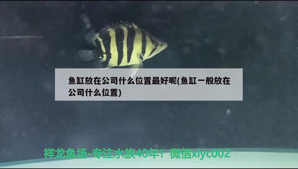 魚缸放在公司什么位置最好呢(魚缸一般放在公司什么位置) 龍鳳鯉魚