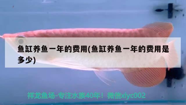 魚(yú)缸養(yǎng)魚(yú)一年的費(fèi)用(魚(yú)缸養(yǎng)魚(yú)一年的費(fèi)用是多少)