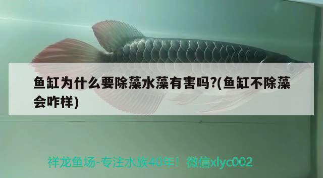 魚缸為什么要除藻水藻有害嗎?(魚缸不除藻會咋樣) 魟魚百科