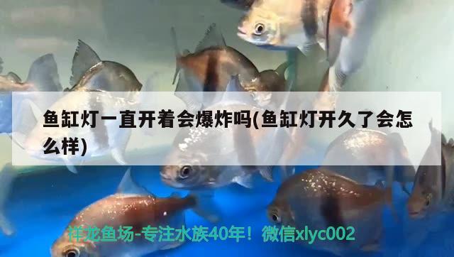 魚缸燈一直開著會爆炸嗎(魚缸燈開久了會怎么樣) 魚缸百科