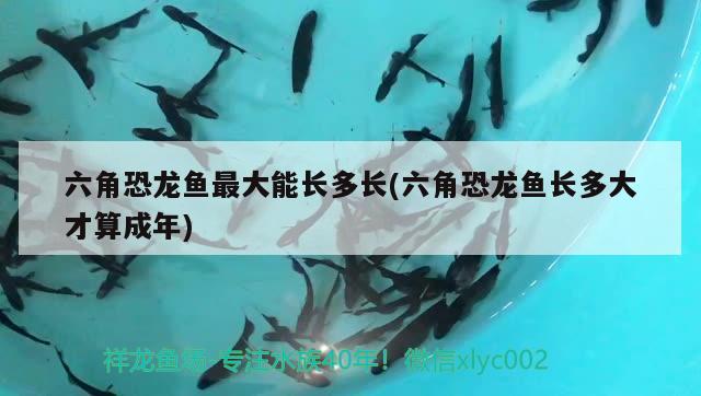 六角恐龍魚最大能長多長(六角恐龍魚長多大才算成年) 龍魚芯片掃碼器