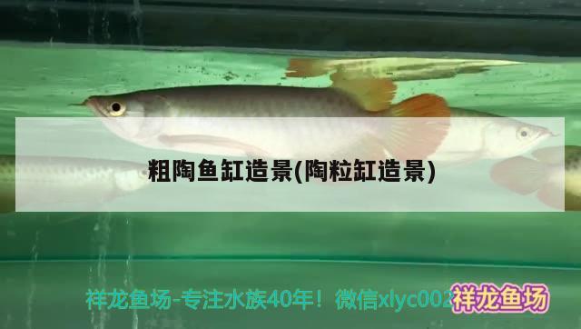 泰安觀賞魚市場不吃夜宵就禍害錦鯉