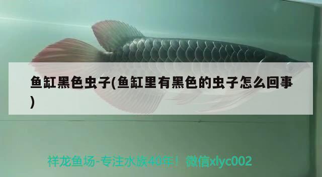 魚缸黑色蟲子(魚缸里有黑色的蟲子怎么回事) 元寶鳳凰魚